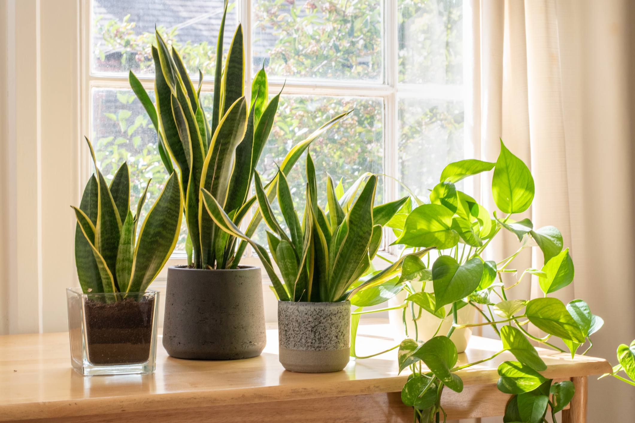 Indoor houseplants on a window sill